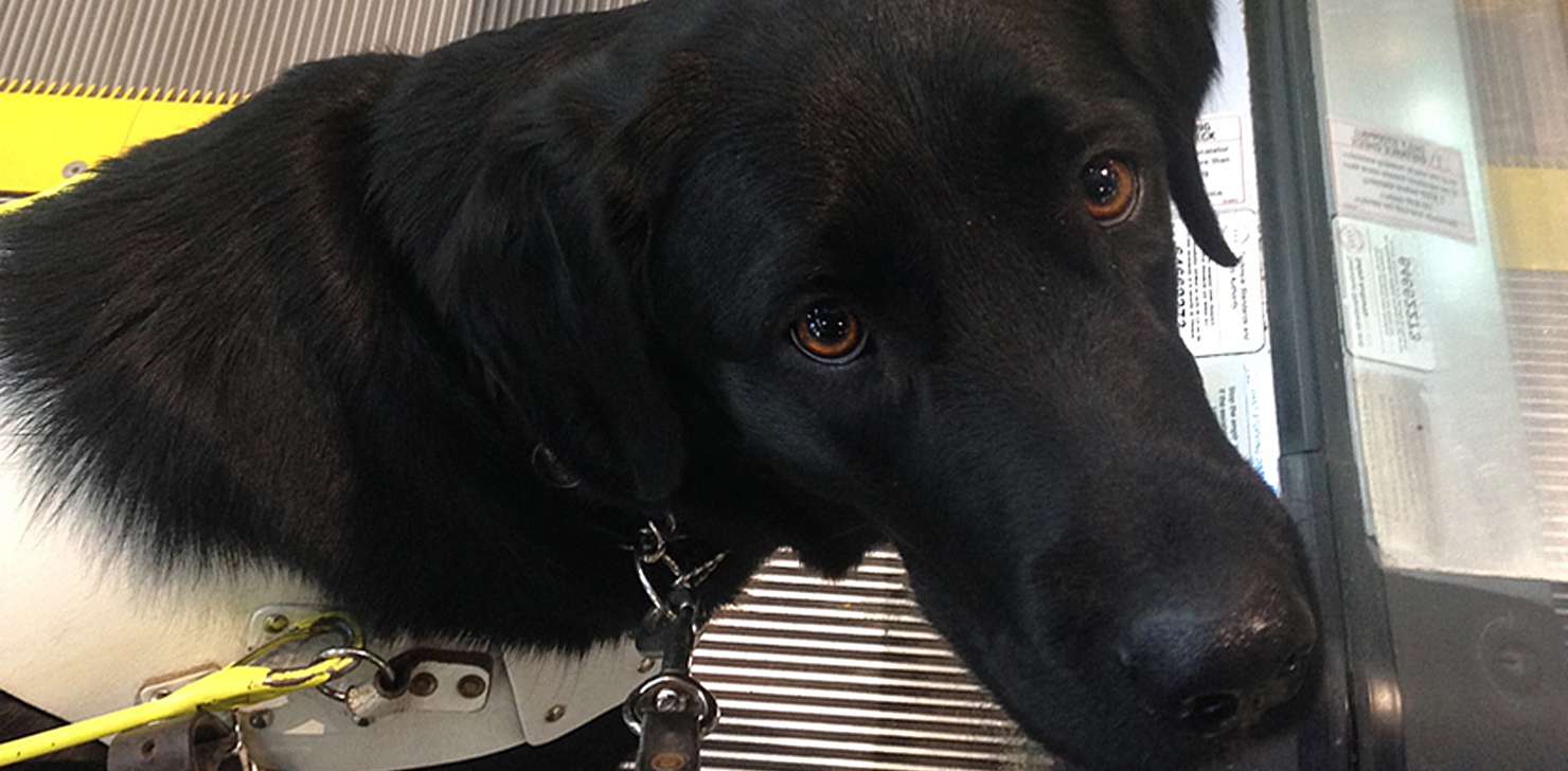 2014 Canadian Guide Dogs for the Blind