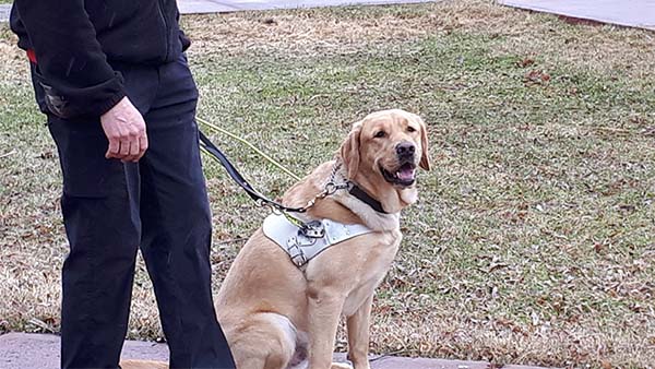 Are Guide Dogs a Fit for Seniors?