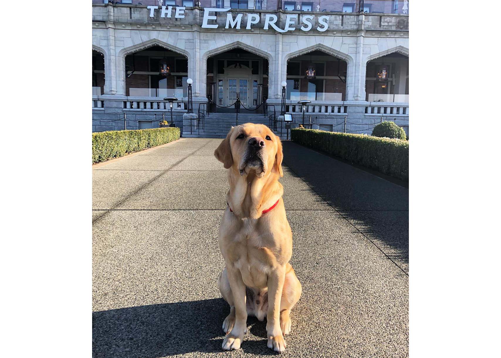 Wagging Winston