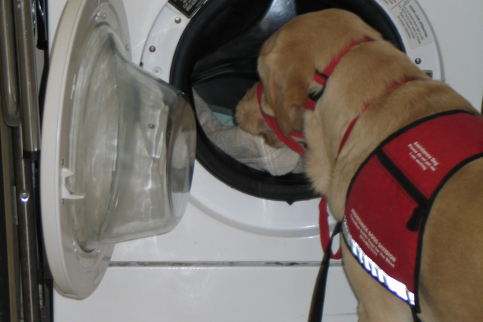 A picture of a yellow lab placing laundry into a washing machine