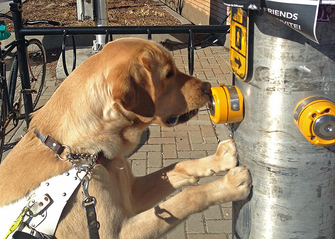 An image of a yellow lab guide dog pressing the crosswalk button with his nose