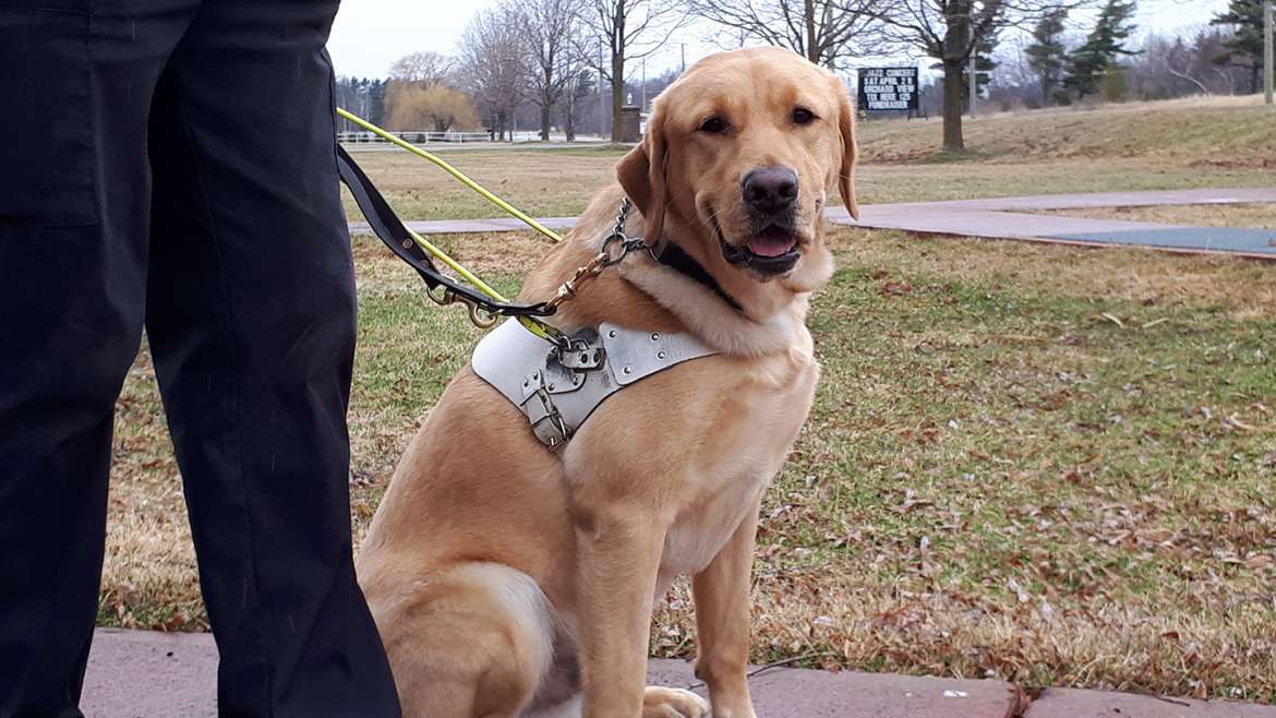 Acquiring A Guide Dog Canadian Guide Dogs for the Blind