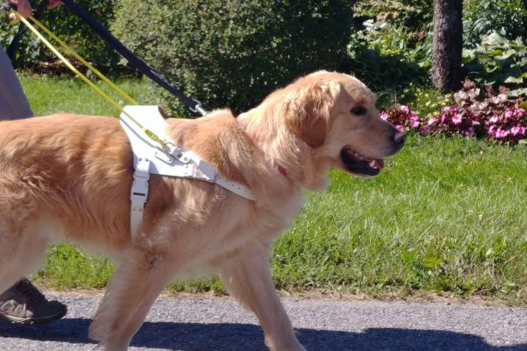 The Path to a Guide Dog Canadian Guide Dogs for the Blind