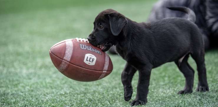What Should RPUPPIES’ Names Be?