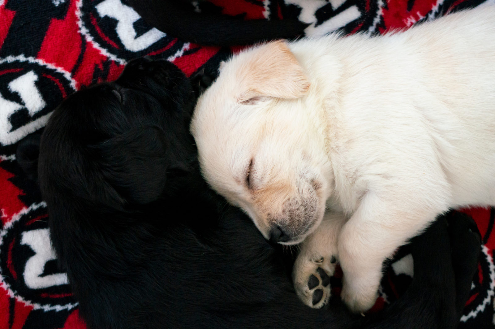 Puppy Partnership with Redblacks