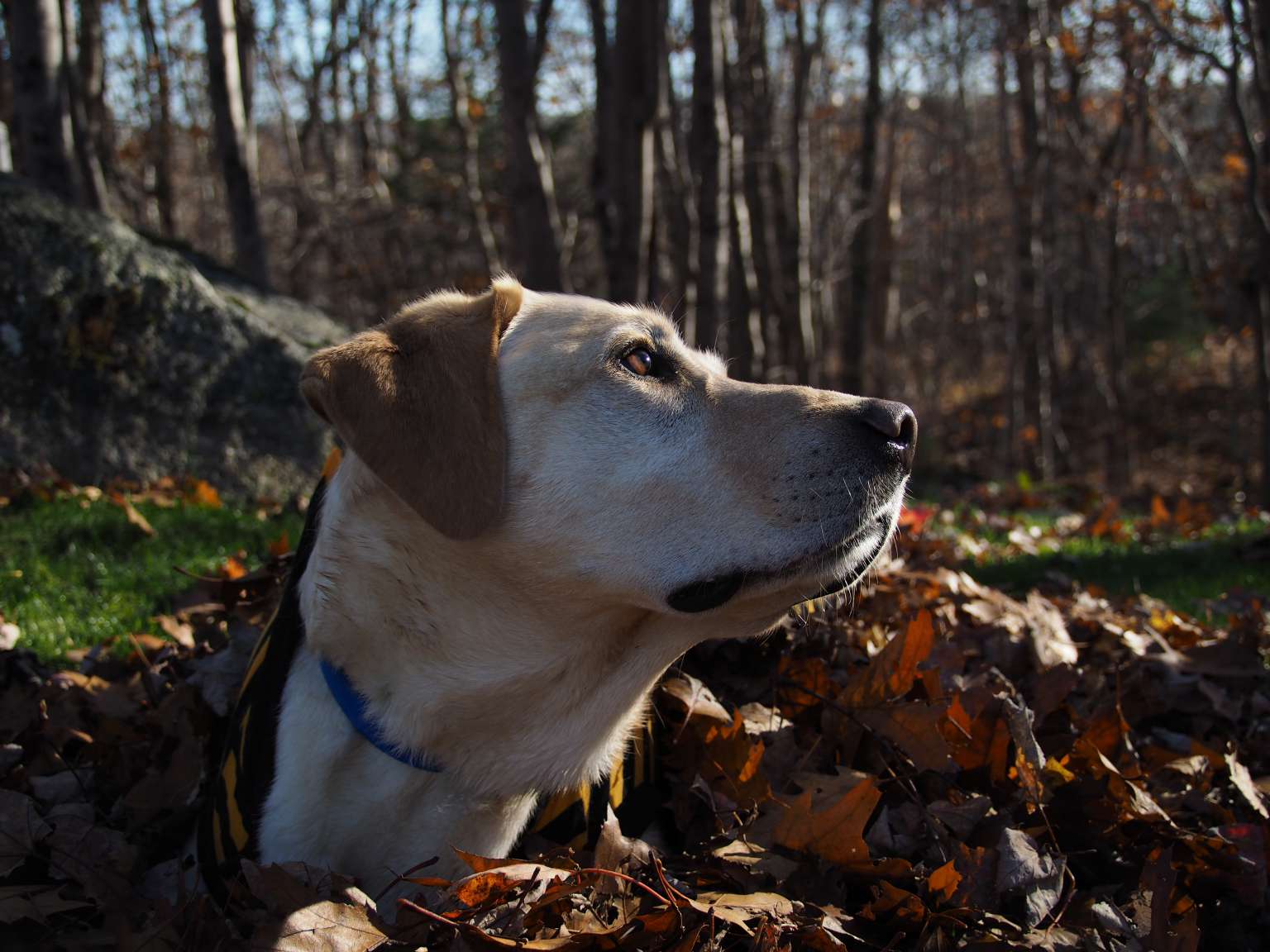 Photo Gallery Canadian Guide Dogs for the Blind