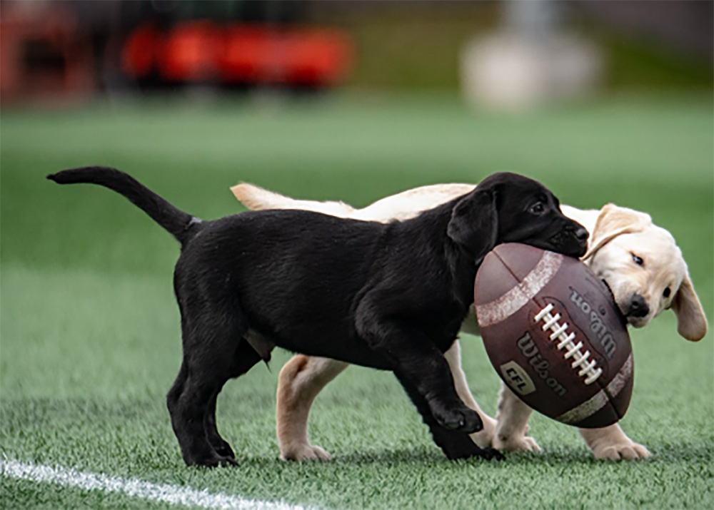 An image of a black puppy and blonde puppy playing with a football on a football field