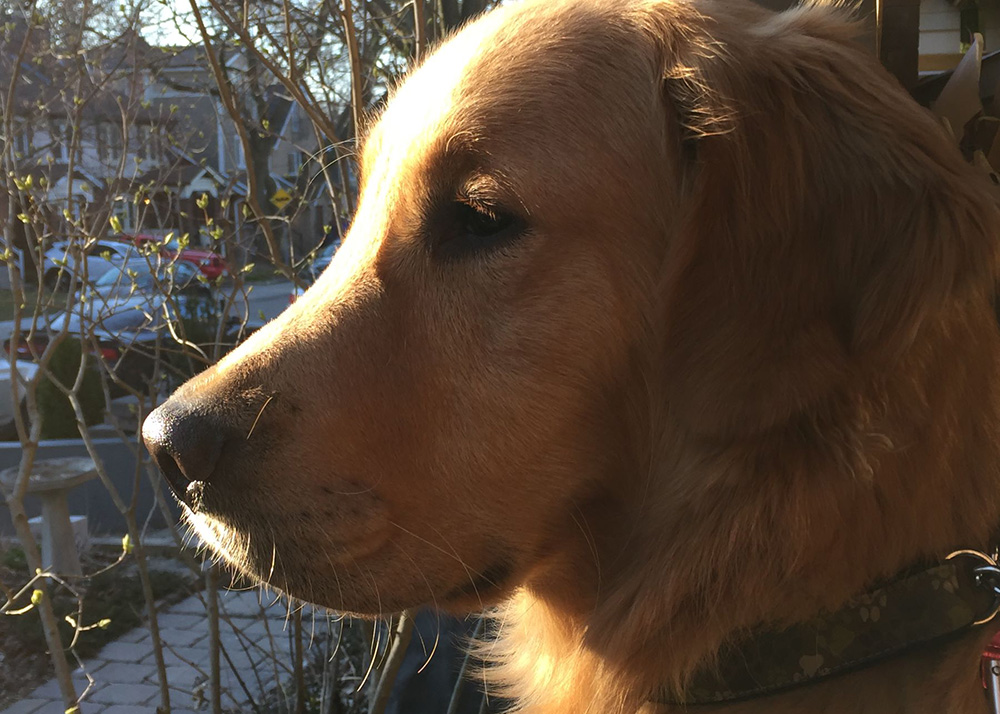 An image of a golden retriever's head staring out of a window facing towards the left
