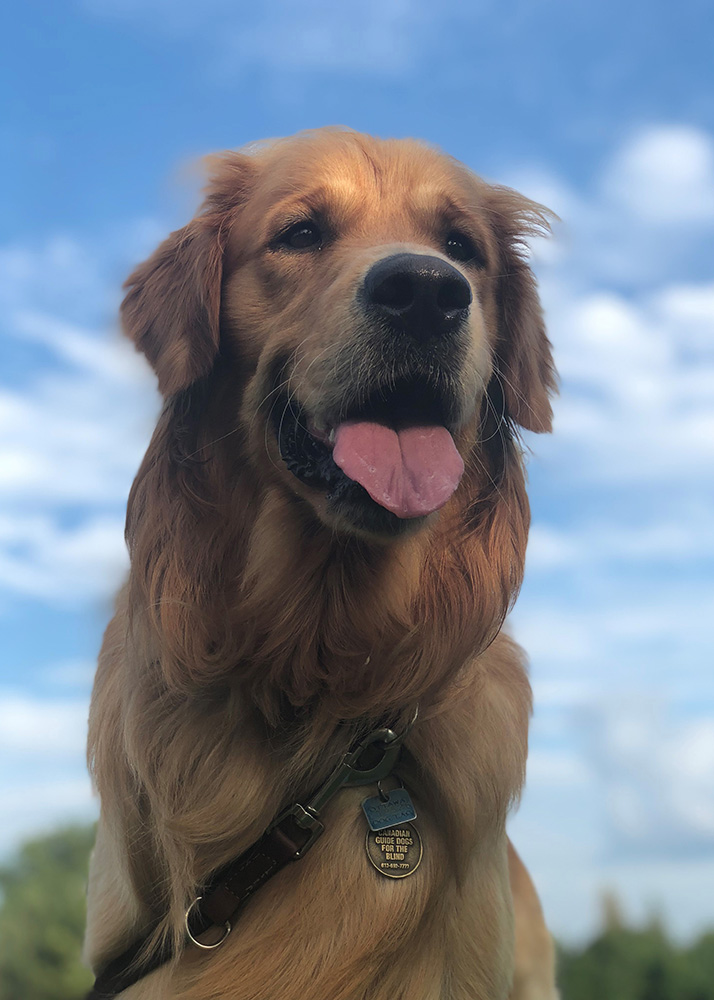 An image of a golden retriever taken from low perspective