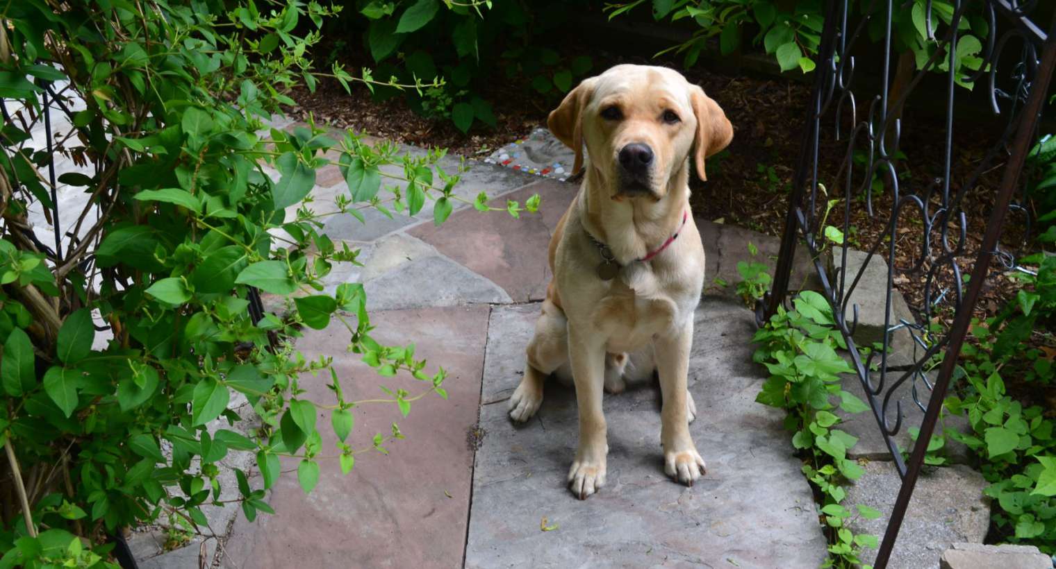 photo_78_393621 Canadian Guide Dogs for the Blind