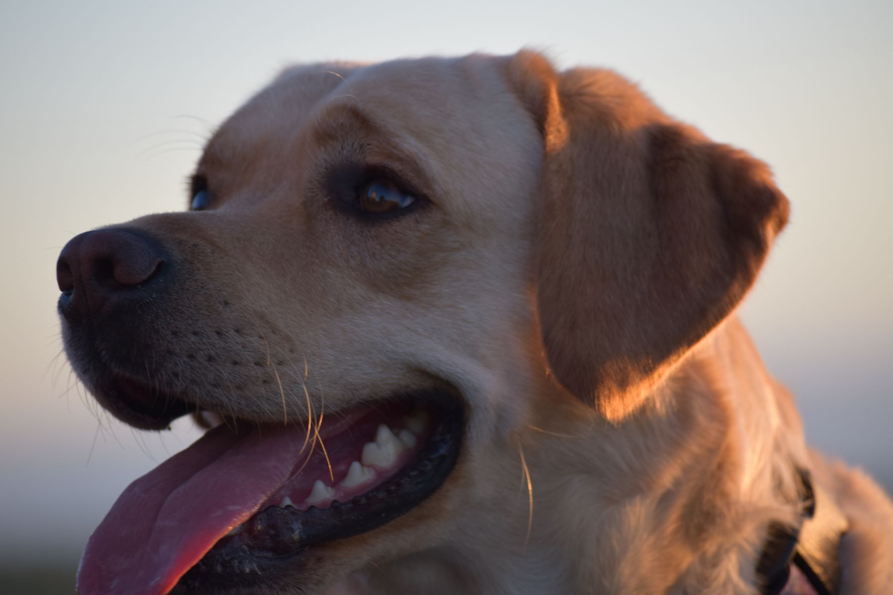 image of the head of a yellow labrador