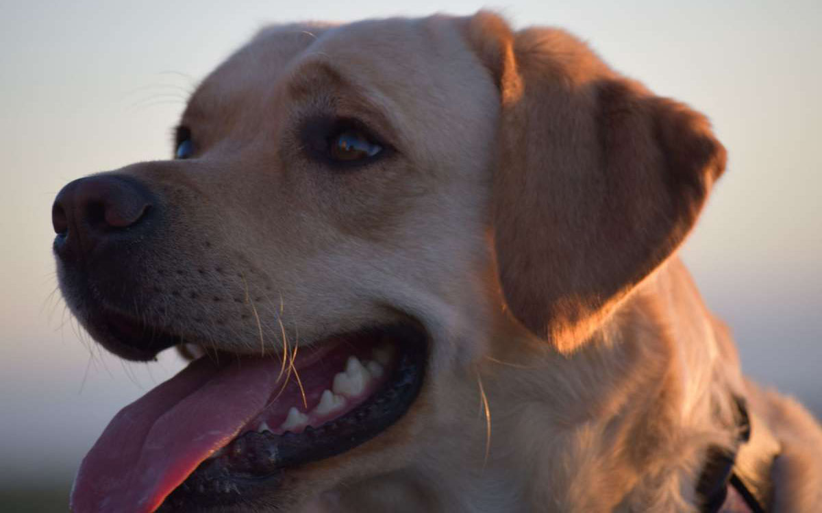 Home banner background image with a yellow Labrador looking into the distance