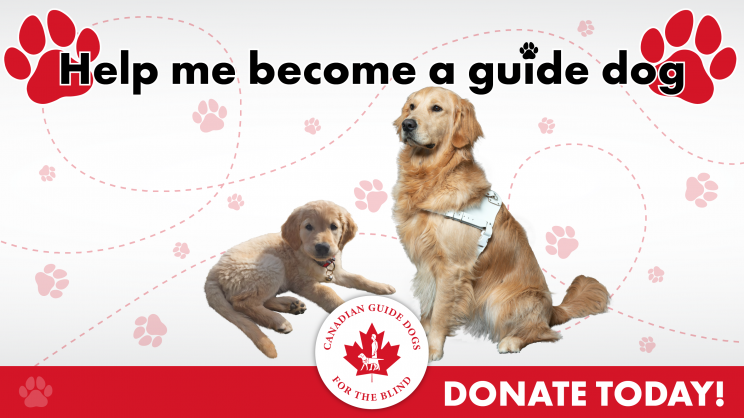 Donate to Guide Dogs